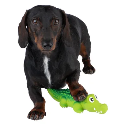 Hundeleke lateks Crocodylus