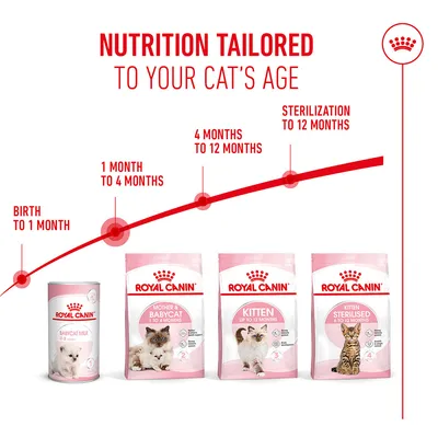 Royal Canin feeding recommendation by cat age: Birth to 1 month, 1 to 4 months, 4 to 12 months, sterilisation up to 12 months. Four product packages shown.