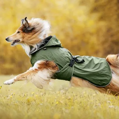 Hond met langharige vacht draagt een groene hondenjas met capuchon en gesp, springend buiten op gras. Materiaal van de jas lijkt waterafstotend textiel.