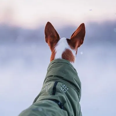 Cão de pelo curto castanho e branco visto de trás, a usar um casaco verde com fecho e detalhes refletores.