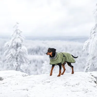 Cão de porte médio a usar casaco verde com gola cinzenta, em ambiente de neve. Casaco visível com fecho lateral e ajuste no pescoço.