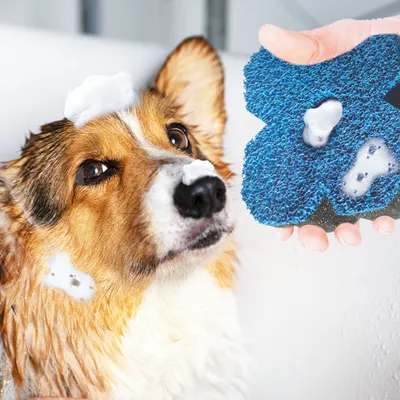 Hund wird mit blauem Schwamm und Schaum gereinigt. Schwamm in Form eines Knochens, geeignet für Fellpflege während des Badens.