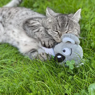 Grijze kat speelt met een pluchen koala op groen gras.