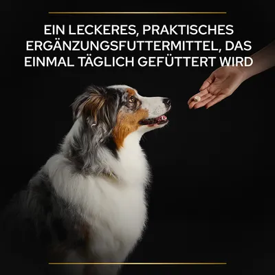 Ein leckeres, praktisches Ergänzungsfuttermittel, das einmal täglich gefüttert wird. Hund blickt auf eine Hand mit Futterstück.