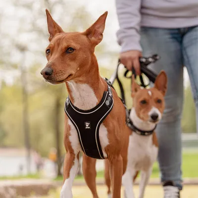 Zwei Hunde tragen schwarze Geschirre mit reflektierenden Streifen und Markenlogo, geführt von einer Person an Leinen im Park.