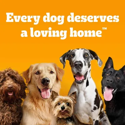 Text reads: Every dog deserves a loving home, with five different dogs shown below the message on an orange background.