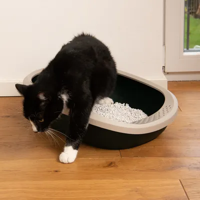 Musta kissa poistuu kissanvessasta, jossa on harmaa reuna ja valkoinen hiekka, puisella lattialla.