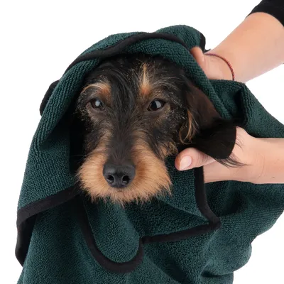 Hund wird in ein dunkelgrünes Handtuch gewickelt, gehalten von einer Hand. Zeigt Nutzung eines Tierpflegeprodukts.