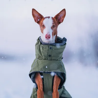 Hund trägt einen grünen Wintermantel mit Kapuze im Schnee. Hund trägt einen grünen Wintermantel mit Kapuze im Schnee.