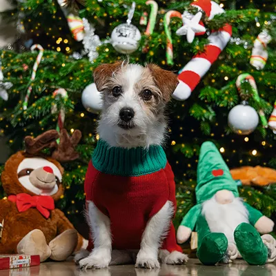 beeztees Weihnachtszuckerstange Munchy für Hunde