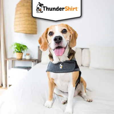 Chien portant un manteau gris ThunderShirt avec logo visible, assis sur un lit dans une pièce lumineuse. Marque ThunderShirt affichée en haut de l’image.