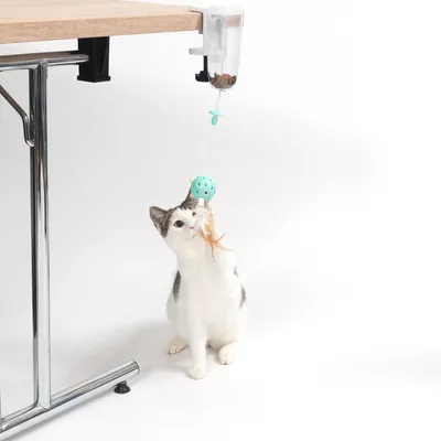 Distributore di giocattoli fissato al tavolo, con palla verde e piuma. Gatto che interagisce con il gioco.