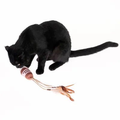Schwarze Katze spielt mit einem braunen Spielzeug mit der Aufschrift 'Catnip Time' und Federn am Ende.