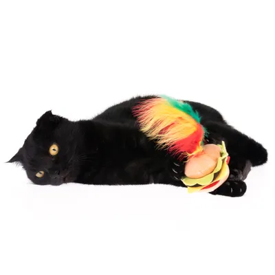 Chat noir allongé tenant un jouet en forme de hamburger avec plumes rouges, jaunes et vertes. Jouet en tissu visible.