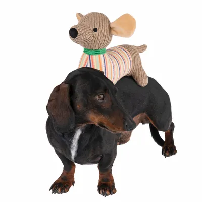 Zwarte teckel met een gebreid hondenspeeltje in de vorm van een kleurrijk knuffeldier op zijn rug.