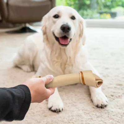 Persona ofreciendo un hueso masticable enrollado de cuero a un perro grande de pelaje blanco, tumbado sobre una alfombra en interior.