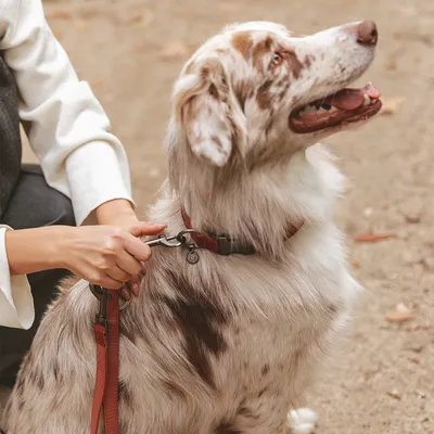 Persoon bevestigt een rode hondenriem aan een rode halsband van een middelgrote hond met wit-bruin vacht. De hond zit en kijkt omhoog.