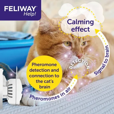 Diagram showing pheromones released into the air by a diffuser, detected and connected to the cat's brain, resulting in a calming signal.