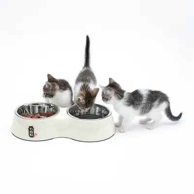 Three kittens eating and drinking from a Tiaki double bowl with stainless steel dishes, wet food on the left, water on the right.