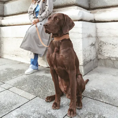Chien marron assis portant un collier et une laisse beige, tenu par une personne en manteau beige et jean, visible partiellement, devant un mur en pierre.