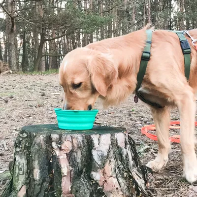Dog drinking from a green collapsible bowl on a tree stump in the forest. Portable accessory for travel visible.