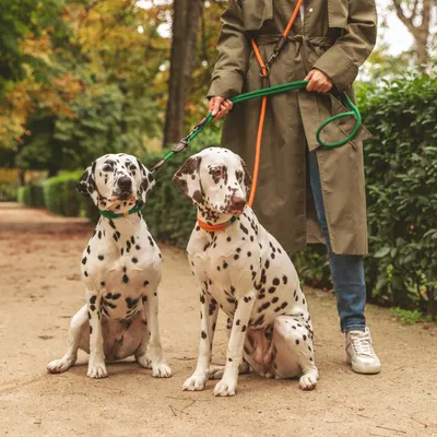 Kaksi dalmatialaista vihreässä ja oranssissa talutushihnassa, henkilö ohjaa niitä takissa ja farkuissa metsäpolulla.