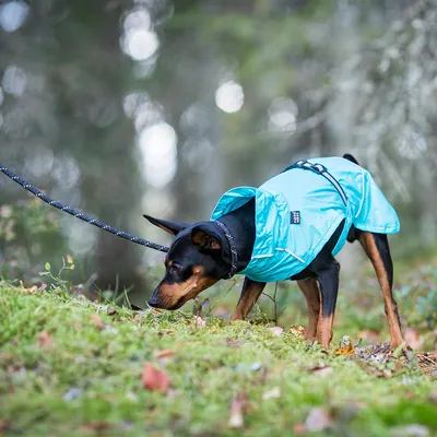 Hund med blå regnjacka och koppel i skogen. Jackan har reflekterande detaljer och justerbara remmar.
