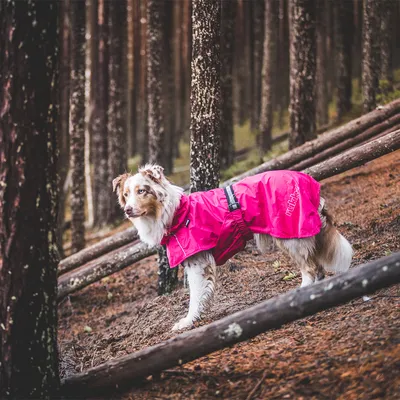 Chien portant un manteau imperméable rose avec harnais noir, marque visible : 'Hurtta', en forêt. Manteau couvrant le dos et les flancs du chien.