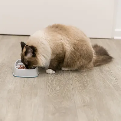 Long-haired cat eating from a white food bowl on a wooden floor.
