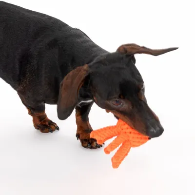 Cão de raça dachshund com brinquedo laranja em forma de polvo na boca, sobre fundo branco.