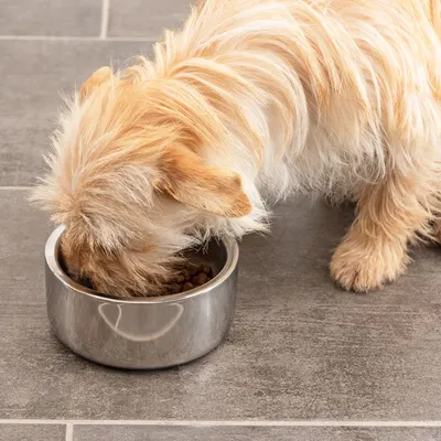 Pies jedzący karmę z metalowej miski na szarej podłodze. Widoczna sierść psa i sucha karma w misce.