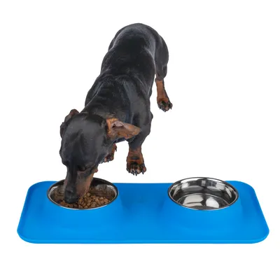 Dog eating from a blue bowl set with two stainless steel bowls, one for food and one for water.