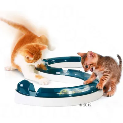 Deux chats jouent avec un circuit de jeu en plastique bleu et blanc contenant une balle visible à l’intérieur du tunnel transparent.