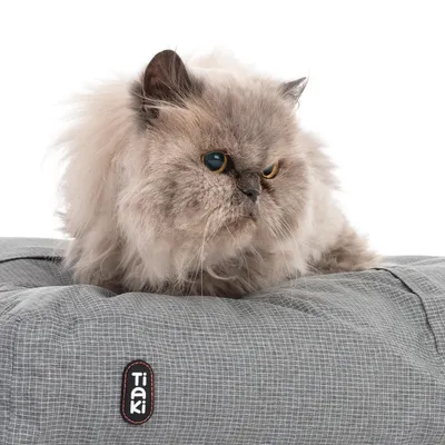 Perserkatt ligger på en grå tygbädd med synlig logotyp 'TAKI'.