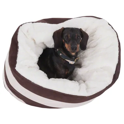 Hund in braun-weissem Kuschelbett mit weicher, weisser Innenpolsterung.
