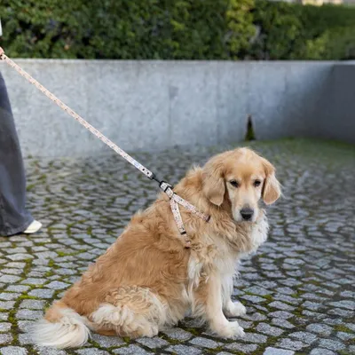 Hund mit gepunktetem Geschirr und passender Leine, sitzend auf einem gepflasterten Weg.