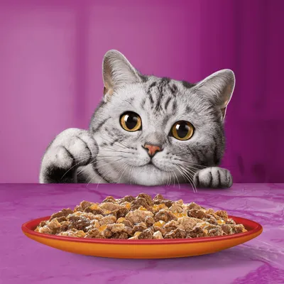 Graue Katze mit grossen Augen schaut auf einen Teller mit Nassfutter vor einem violetten Hintergrund.