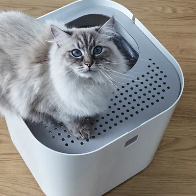 Котешка тоалетна с перфориран капак, върху който седи котка със светла козина и сини очи. Показана е функцията на капака за намаляване на разпиляването на пясък.