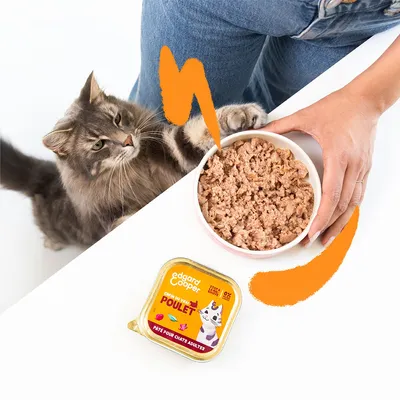 Edgard Cooper paté voor volwassen katten, smaak kip. Verpakking naast een kom met natvoer. Kat reikt naar de kom.