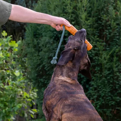 Hund leger med orange legetøjsben, som er fastgjort til et grønt reb. Person holder legetøjet i hånden.