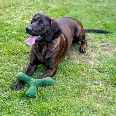Hund spielt mit grünem Spielzeug in Knochenform auf einer Wiese.