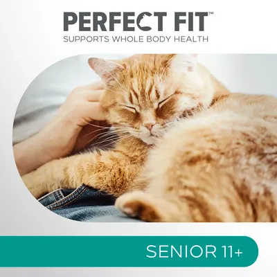 PERFECT FIT, supports whole body health, SENIOR 11+ ; chat roux couché sur une personne. Texte en anglais visible sur l’image.