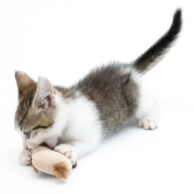 Mladé kotě si hraje s malou béžovou plyšovou hračkou ve tvaru zvířete.