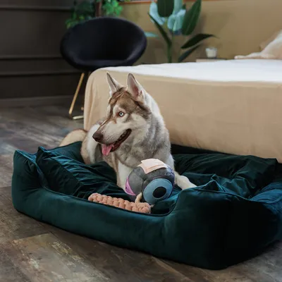 Hund liegt in einem dunkelgrünen Hundebett mit zwei Spielzeugen: ein geflochtenes Seil und ein rundes Stoffspielzeug.