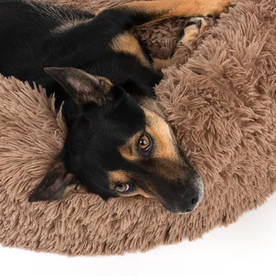 Hund liegt in einem flauschigen, braunen Haustierbett.