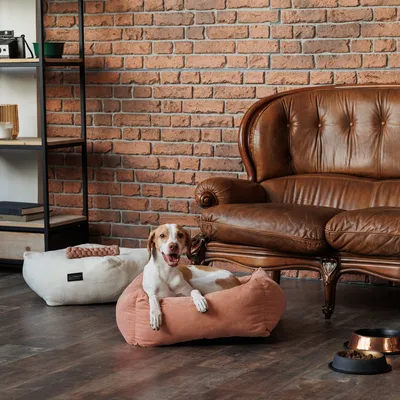 Pes leží na ružovom pelechu, vedľa biely pelech a misky na krmivo. V pozadí hnedá kožená pohovka a tehlová stena.