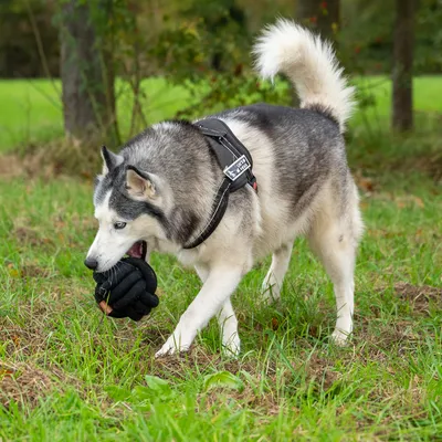 Hond met zwart tuigje en speelgoed in de bek, buiten op een grasveld.