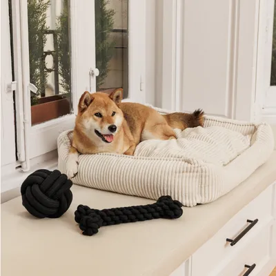 Dog lying on a cream-coloured dog bed made of ribbed fabric. Two black rope toys, a ball and a bone, are next to it.
