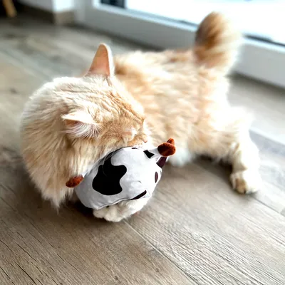 Cat playing with a plush toy in cow design on wooden floor.