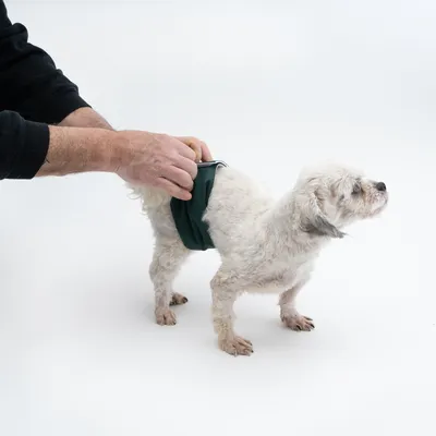 Demonstration der Anwendung einer grünen Hundewindel an einem kleinen weissen Hund durch eine Person.